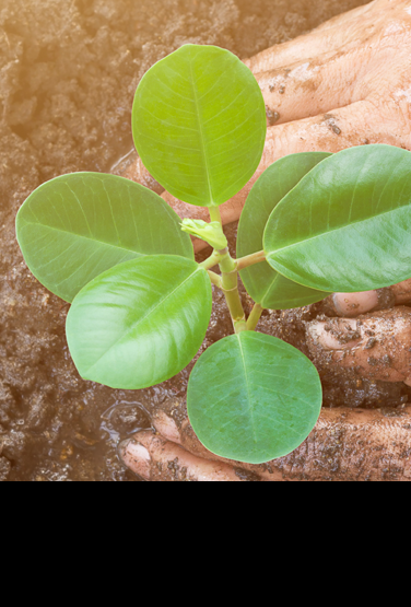 Two hands planting a small plant in fresh soil.